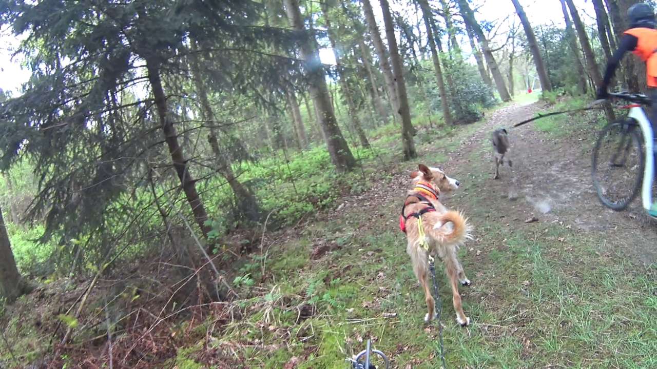 Dogscooting und Hundekontakte auf dem Trail