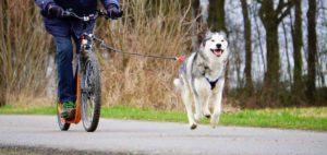 Trainingsaufbau im Dogscooting, Bikejöring und Canicross, Zughundesport